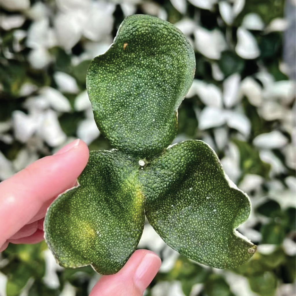 Premium Sun-Cured Qingpi (Green Tangerine Peel / 青皮)
