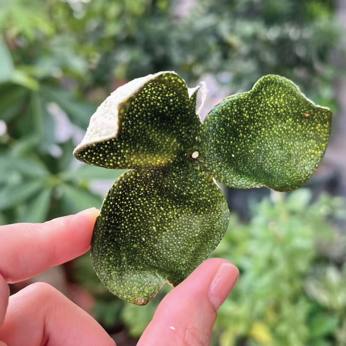 Premium Sun-Cured Qingpi (Green Tangerine Peel / 青皮)