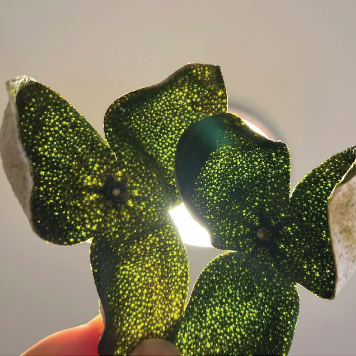 Premium Sun-Cured Qingpi (Green Tangerine Peel / 青皮)