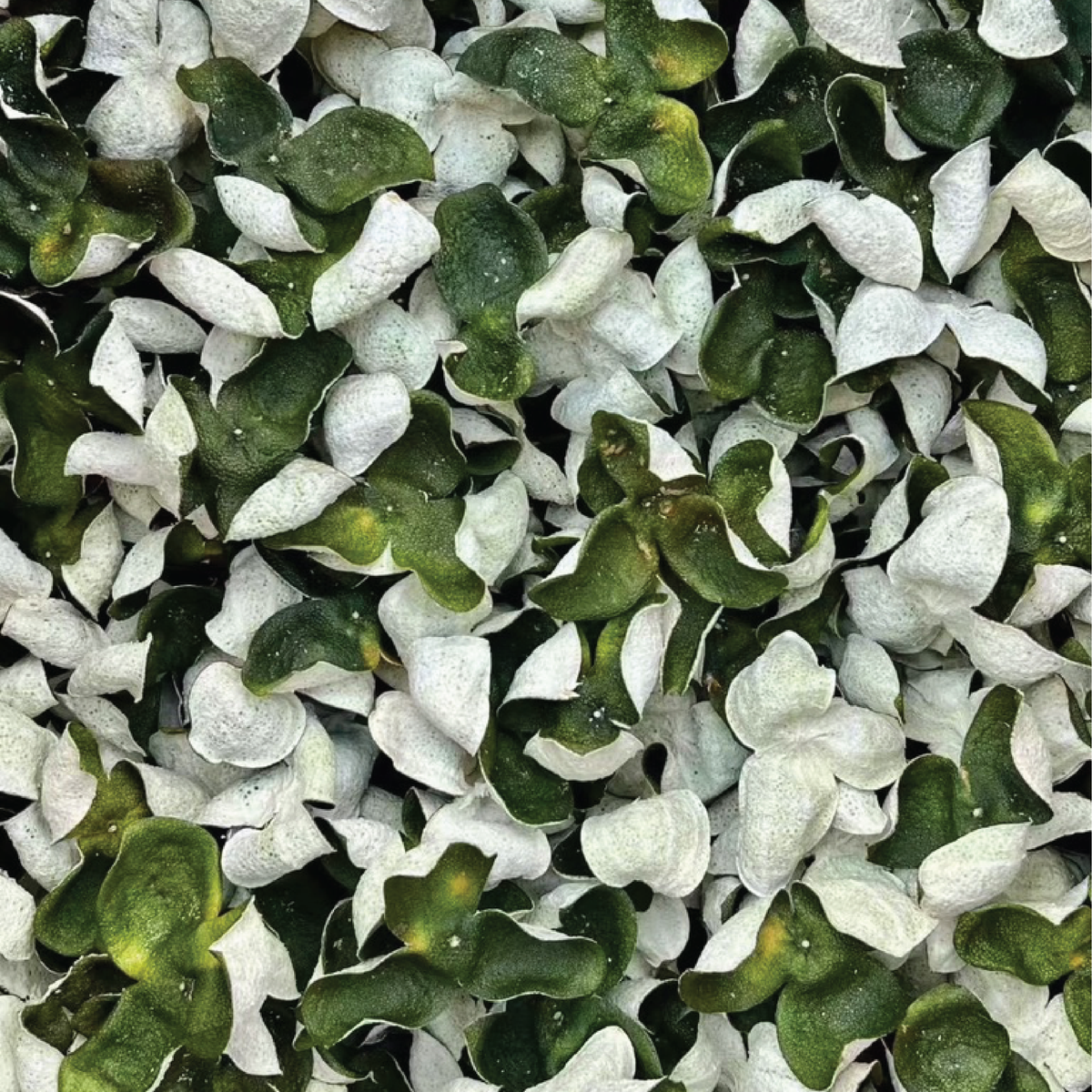 Premium Sun-Cured Qingpi (Green Tangerine Peel / 青皮)